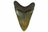 Fossil Megalodon Tooth - South Carolina #130759-1
